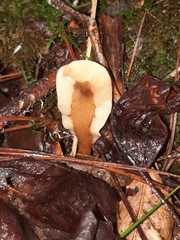 Spathulariopsis