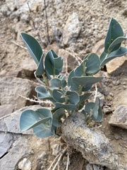 Astragalus asclepiadoides