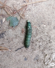 Notodonta dromedarius