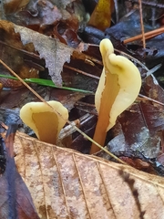 Spathulariopsis