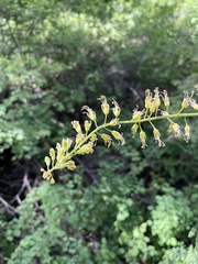 Chlorocrambe hastata