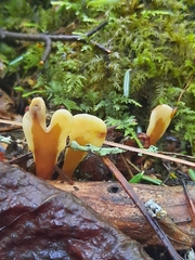 Spathulariopsis