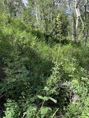 Chlorocrambe hastata