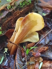 Spathulariopsis