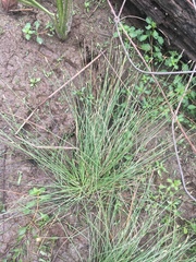 Eleocharis lanceolata