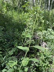 Chlorocrambe hastata