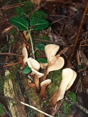 Spathulariopsis