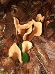 Spathulariopsis