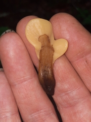 Spathulariopsis