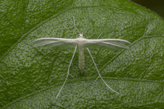 Pterophorus lacteipennis
