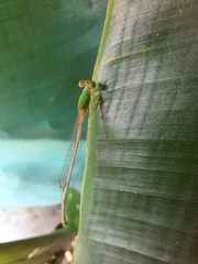 Ceriagrion coromandelianum