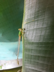 Ceriagrion coromandelianum