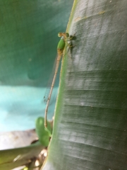 Ceriagrion coromandelianum