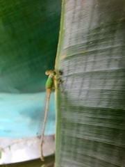 Ceriagrion coromandelianum