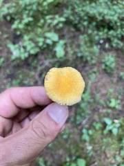 Cyptotrama chrysopepla