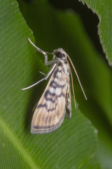 Tabidia