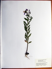 Dontostemon hispidus