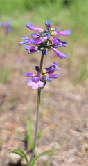 Penstemon procerus brachyanthus