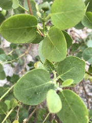 Capparis