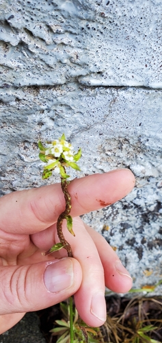 Image of Draba arabisans by (c) Sarah Johnson, some rights reserved (CC BY)