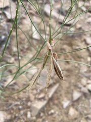 Astragalus episcopus