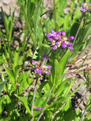 Penstemon procerus brachyanthus