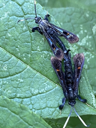 Virginia Creeper Clearwing photo 6