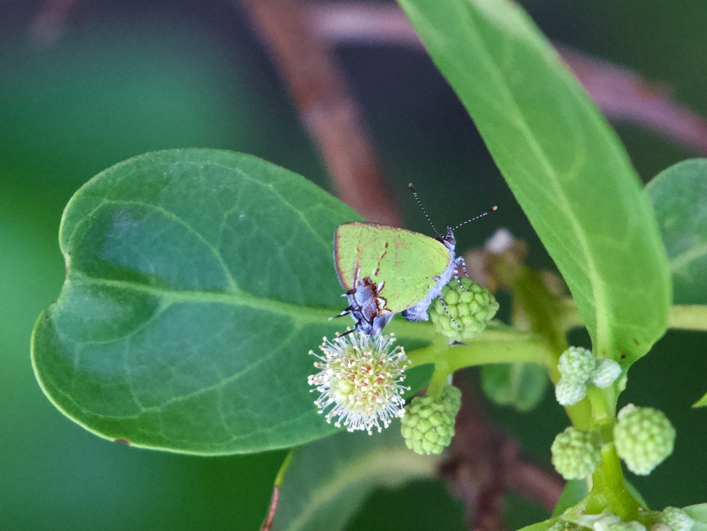 Telea Hairstreak from Rooi Taki, Aruba on July 18, 2022 at 05:37 PM by ...