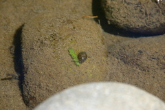 Ancylus fluviatilis