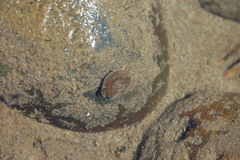 Ancylus fluviatilis