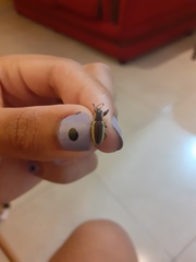 Naupactus tarsalis