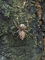 Astiini