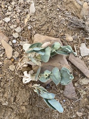 Astragalus asclepiadoides