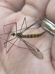 Nephrotoma virescens