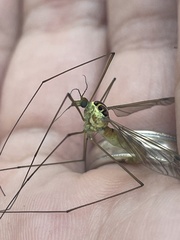 Nephrotoma virescens