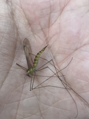 Nephrotoma virescens