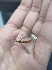 Nephrotoma virescens