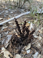 Aphyllon cooperi palmeri