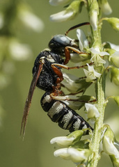 Philanthus ventilabris