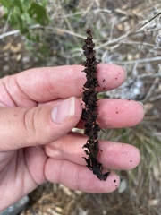 Aphyllon cooperi palmeri