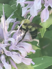 Bombus bimaculatus