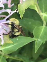 Bombus bimaculatus