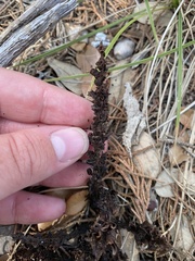 Aphyllon cooperi palmeri