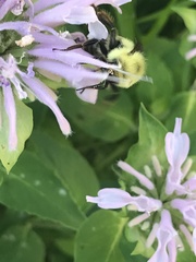 Bombus bimaculatus