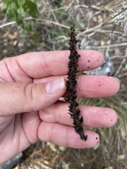 Aphyllon cooperi palmeri