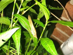 Neoconocephalus nebrascensis