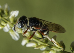 Philanthus ventilabris