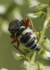 Philanthus ventilabris