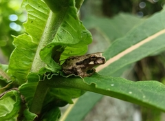 Plectrohyla