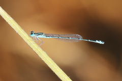 Austroagrion exclamationis